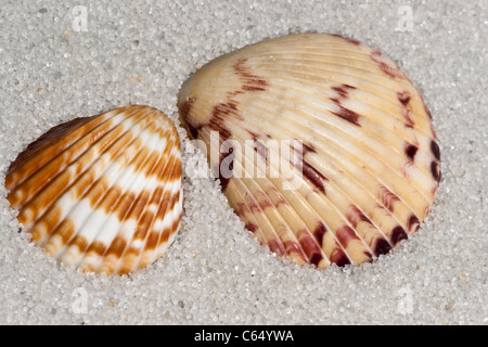 Close up exemple de Cockle Shell sur le sable Banque D'Images