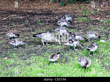 Famille de canards en bois australien dans les Prairies à Kennett River Great Ocean Road Victoria Australie Banque D'Images