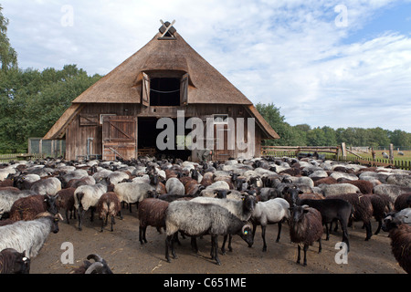 Dans l'abri des moutons Wilsede, Luneburg Heath, Basse-Saxe, Allemagne Banque D'Images