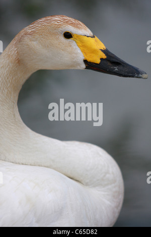 Cygne de Bewick Banque D'Images