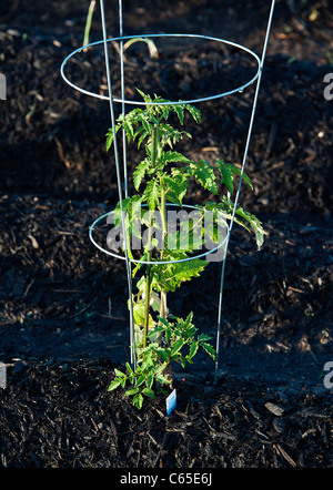 Jeune plant de tomate dans un jardin. Banque D'Images