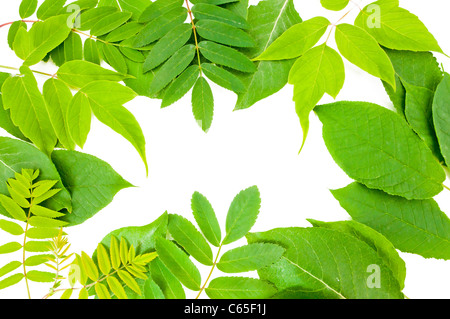 Feuilles vert frais frontière sur fond blanc Banque D'Images