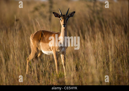 Jeune mâle Impala (Aepyceros melampus), Ithala Game Reserve, Afrique du Sud Banque D'Images