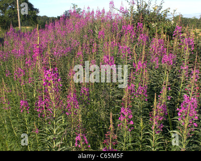 Rosebay willowherb, Epilobium angustifolium, masse de plante à fleurs, Midlands, Juin 2011 Banque D'Images