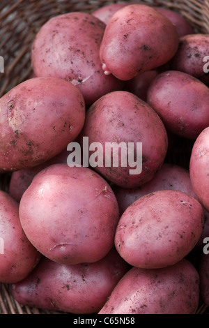 Solanum tuberosum variété Amorosa. Amorosa de pommes de terre dans un trug en osier Banque D'Images