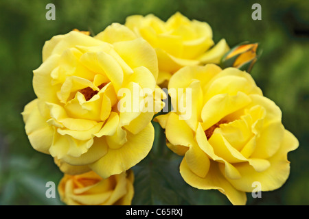 Floribunda Rose, Arthur Bell Banque D'Images