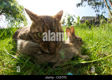 Chat domestique attrapant et tuant un bébé lapin, Royaume-Uni. Banque D'Images