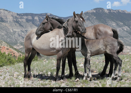 Cheval sauvage (Equus caballus), entassés, Pryor Mountains Banque D'Images