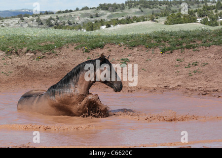 Cheval sauvage (Equus caballus) Baignade, Pryor Mountains Banque D'Images