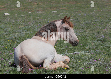 Cheval sauvage (Equus caballus), Pryor Mountains Banque D'Images