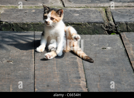 Écaille chaton mignon interrompu pendant le nettoyage lui-même Banque D'Images