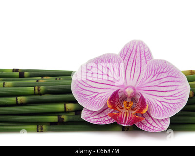 Avec Bamboo Orchid isolated Banque D'Images