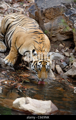 Tigre du Bengale étancher la soif à Ranthambhore, Inde. [In] Banque D'Images