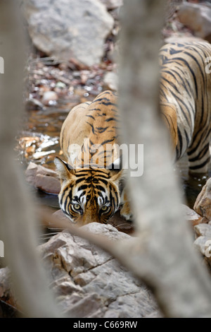 Tigre du Bengale étancher la soif à Ranthambhore, Inde. [In] Banque D'Images
