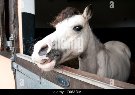 Cheval poney blanc avec la tête en dehors de la porte stable Banque D'Images