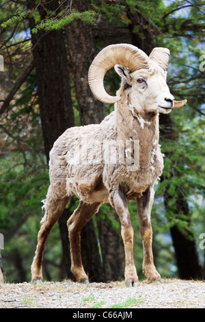 Le Mouflon Le mouflon sauvage au Canada Banque D'Images