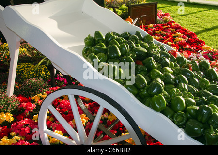 Brouette blanche inclinée pleine de fruits et légumes ; poivrons et tomates renversés dans le chariot de ferme.Exposition de produits Kirkham prison Garden au 28e Southport Flower Show 2011 Showground Victoria Park, Royaume-Uni Banque D'Images