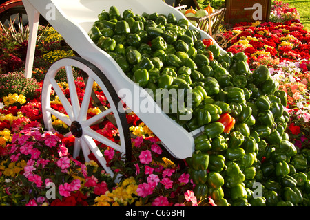 Brouette blanche inclinée pleine de fruits et légumes ; poivrons et tomates renversés dans le chariot de ferme.Exposition de produits Kirkham prison Garden au 28e Southport Flower Show 2011 Showground Victoria Park, Royaume-Uni Banque D'Images