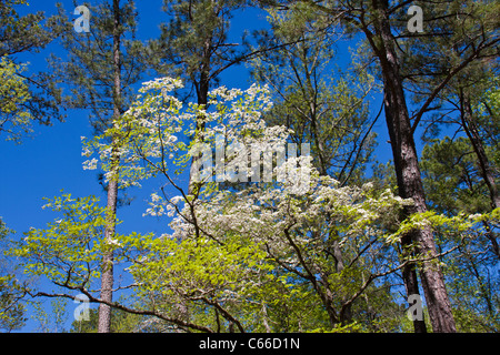 Arbres cornouiller en fleurs à Callaway Gardens à Pine Mountain, Géorgie. Banque D'Images