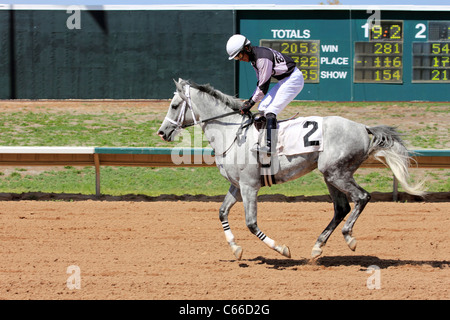 Aurora, CO - Jockeys préparer leurs chevaux pour les courses à Arapahoe Park Race Track Banque D'Images