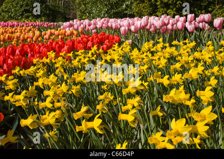 Scène de jardin avec des tulipes et des jonquilles, narcisses 'Alliance', au jardins de Keukenhof en Hollande du Sud, Pays-Bas. Banque D'Images