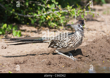 Grand roadrunner, Geococcyx californianus, au refuge faunique Javelina-Martin, dans le sud du Texas. Banque D'Images