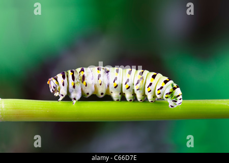 Un plan macro sur une chenille (larve de papillon du machaon) marcher le long d'une tige de la plante. Banque D'Images