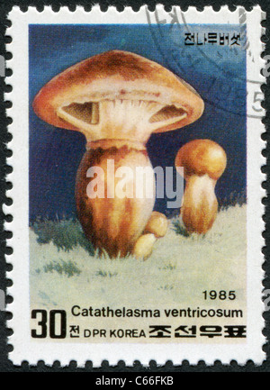 La CORÉE DU NORD - 1985 : timbre imprimé en Corée du Nord, montre un champignon Catathelasma ventricosum Banque D'Images