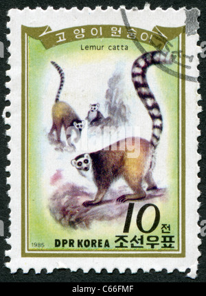 La CORÉE DU NORD - 1985 : timbre imprimé en Corée du Nord, montre l'Untitled document (Lemur catta) Banque D'Images