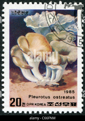 La CORÉE DU NORD - 1985 : timbre imprimé en Corée du Nord, montre un champignon Pleurotus ostreatus Banque D'Images