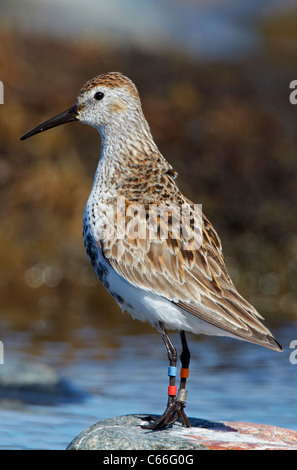 Le Bécasseau variable (Calidris alpina schinzii). Commandes individuelles et annelé sur un rocher. Banque D'Images