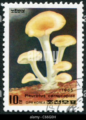 La CORÉE DU NORD - 1985 : timbre imprimé en Corée du Nord, montre un champignon Pleurotus cornucopiae Banque D'Images