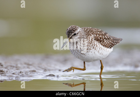 Le chevalier sylvain (Tringa glareola). Des profils de nourriture dans les eaux peu profondes. Banque D'Images