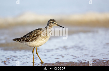 Le chevalier sylvain (Tringa glareola) se nourrissent dans les eaux peu profondes. Banque D'Images