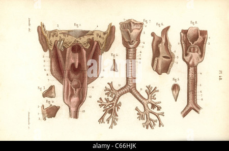 Sections du pharynx et du larynx. Banque D'Images
