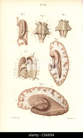 Cerveau, Pons, le bulbe rachidien, glande pinéale, etc. Banque D'Images