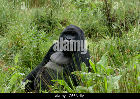 Gorille de montagne au dos argenté (Gorilla gorilla beringei) Banque D'Images