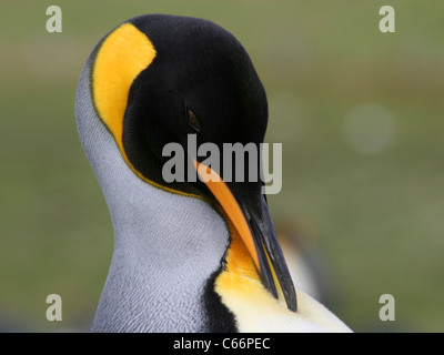 King Penguin Falkland Island fait sa toilette Banque D'Images