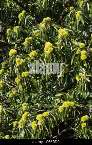 Londres, Kew Gardens, Royal Horticultural Society - châtaignes Banque D'Images