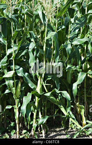 Le maïs et le maïs doux [des épis de maïs} poussant dans un champ au Te Kowhai près de Hamilton Waikato ile du Nord Nouvelle Zélande Banque D'Images