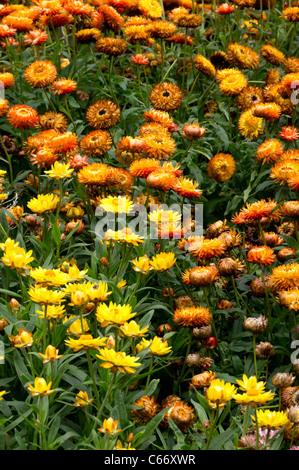 Londres, Kew Gardens, Royal Horticultural Society - éternelle pour le séchage (Helichrysum) fleurs dans la pièce d'Australie Banque D'Images