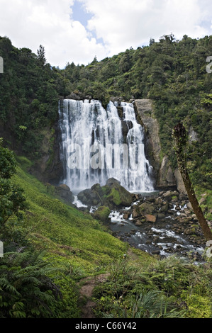 La belle Marokopa Tawarau tombe dans la forêt près de Te Anga Waikato Waitomo Île du Nord Nouvelle-Zélande NZ Banque D'Images