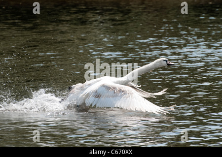 Jeune cygne muet l'atterrissage dans la rivière Dee. Banque D'Images