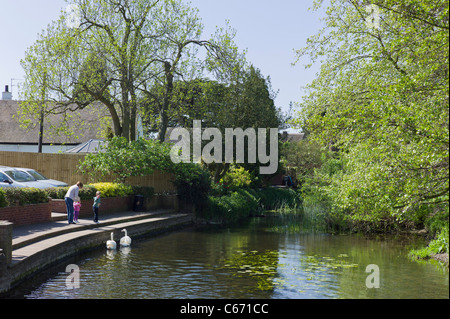 Nourrir les cygnes sur la rivière Anker en Witherley Leicestershire UK Banque D'Images