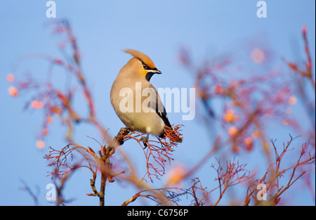 Jaseur boréal Bombycilla garrulus un adulte perché dans un arbre que Rowan a été dépouillé de ses baies Dorset, UK Banque D'Images