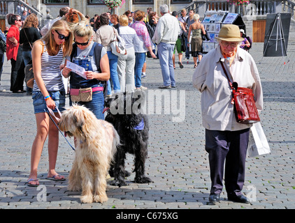 Bruxelles, Belgique. La Grand Place. Deux jeunes femmes avec des chiens en regardant une carte. Plus femme debout Banque D'Images