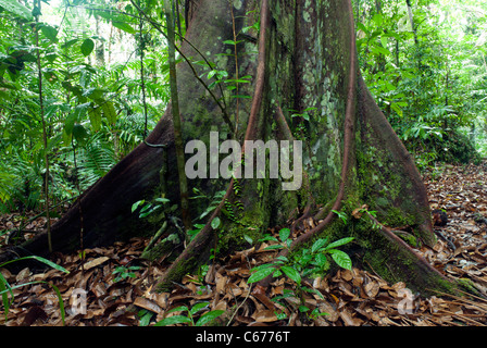 Renforcer les racines des arbres dans la forêt tropicale de plaine de diptérocarpacées dans parc national de Bako Borneo Sarawak, Malaisie Banque D'Images