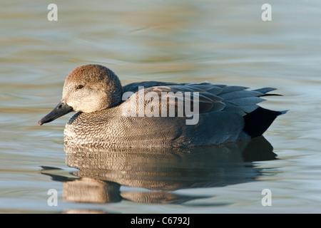 Canard chipeau Anas strepera canard mâle, natation Banque D'Images