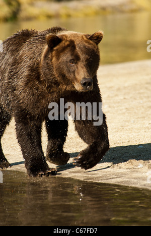 Brownbear promenades le long de la rivière Kinak, Katmai National Park, Alaska Banque D'Images