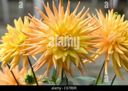 Saumon rose et jaune dahlia 'Grille' Alfred Banque D'Images